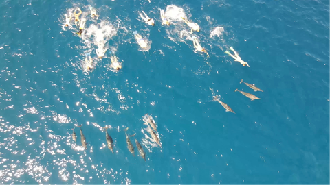 Detenidos por acosar a delfines en Haw�i