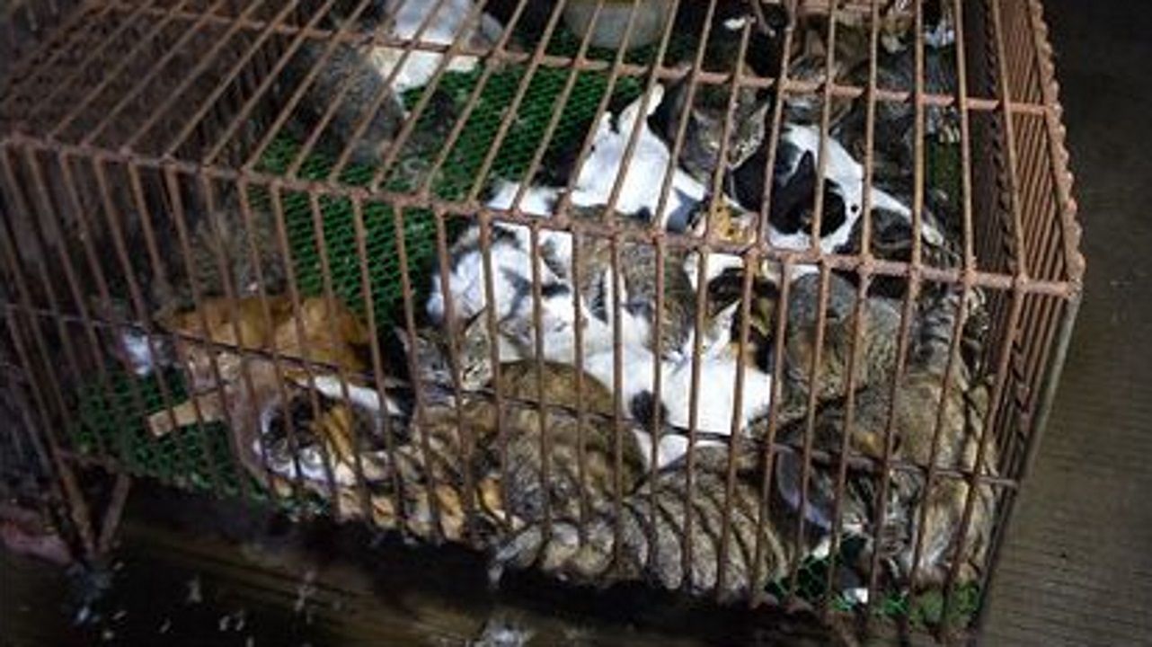 Los otros animales salvajes que también se comen en el mundo Los otros animales salvajes que también se comen en el mundo