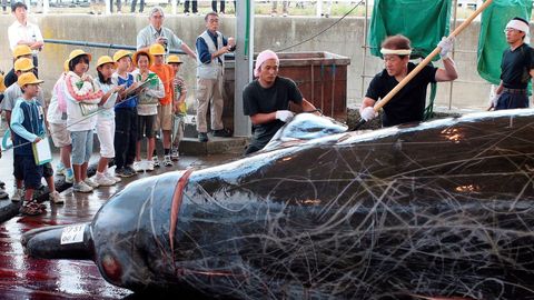 Fotografía de archivo realizada el 21 de junio de 2007 que muestra la matanza de una ballena zifio en el puerto Wada en la prefectura de Chiba en Japón