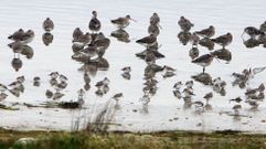 Miles de aves escogen la ensenada de O Bao para invernar los meses duros del ao o como estacin de descanso en sus viajes migratorios