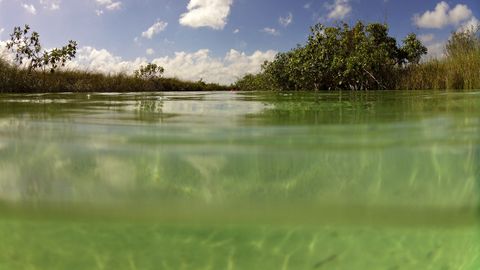 Reserva de la biosfera de Sian Ka'an -Puerta del Cielo-, en Quintana Roo (Mxico)