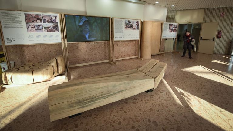 Fomentar la biodiversidad forestal desde el vestíbulo de la escuela