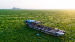 El lago Poyang en China se ha convertido en una pradera