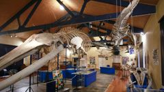 La emblemática sala de especies marinas, coronada por el esqueleto de una ballena jorobada