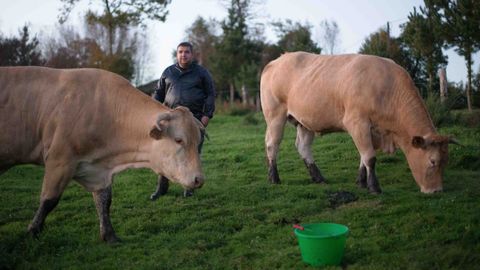 Daniel Otero cría sus vacas en la parroquia guitiricense de Labrada