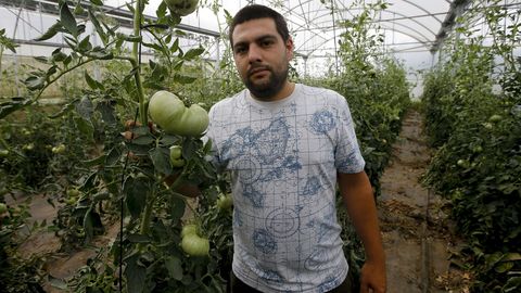 Aitor en medio de los tomates que cultivan en su invernadero