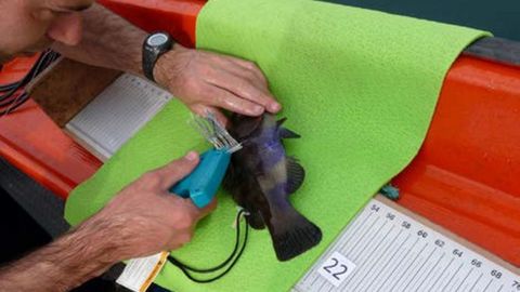 Miembro del Instituto de Investigaciones Marinas marcando una maragota