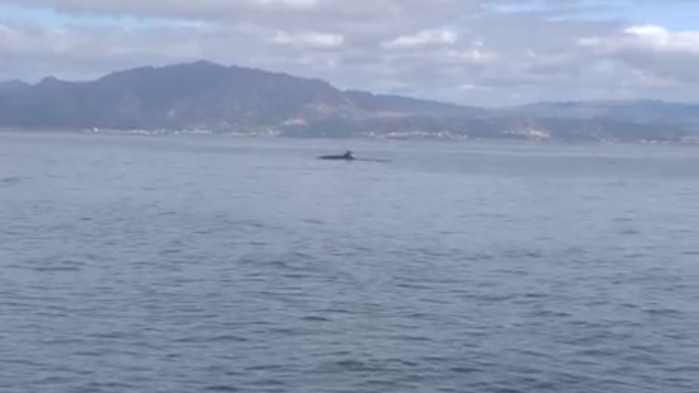 Avistan una ballena común en Fisterra