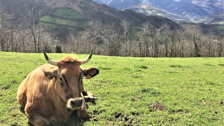 Ganadería asturiana.