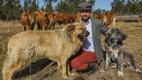 José Garrido y sus vacas cachenas