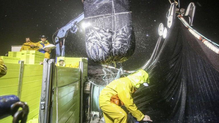 España renegocia la gestión de la sardina con Portugal y se abre a variar el reparto nacional