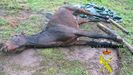 Estado en el que se encontraba el caballo agonizante hallado por la Guardia Civil en Pravia