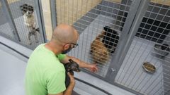 Los perros retirados de la casa de A Graña permanecen en el refugio mancomunado de Mougá, en la foto salen varios de ellos en las jaulas