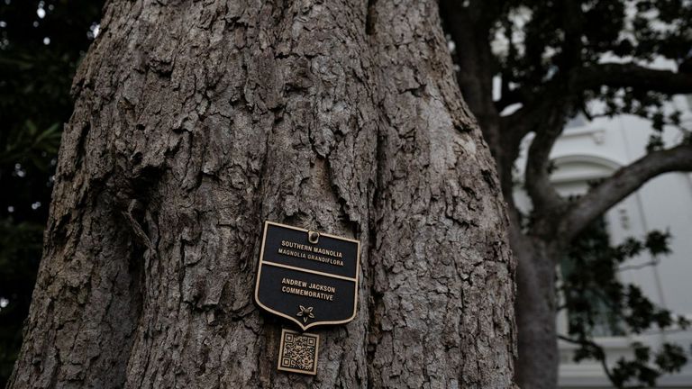 El árbol fue plantado durante el mandato del séptimo presidente de Estados Unidos, Andrew Jackson.