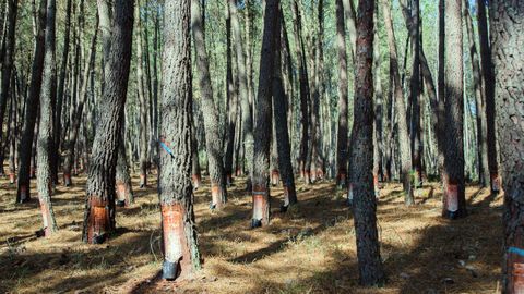 Montes con pinos en cuyos troncos se ve la perforacin realizada para extraer resina.