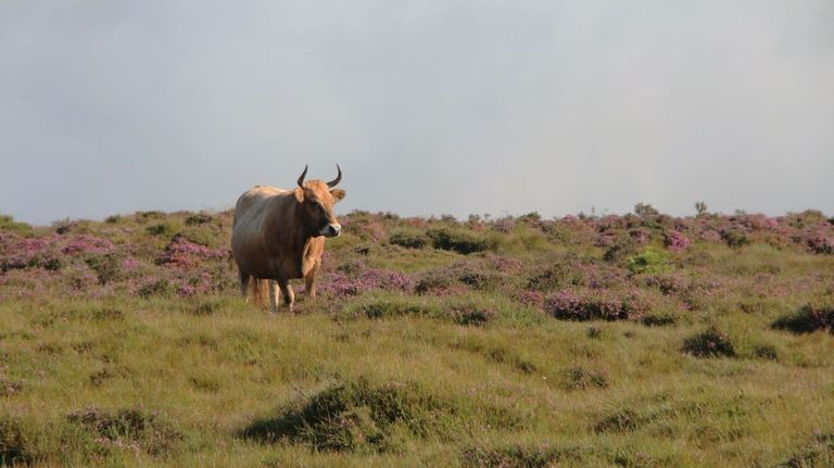 Un humedal gallego revela 11.000 años de historia ambiental