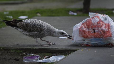 Una gaviota, comiendo la basura desperdigada por las calles de A Coruña