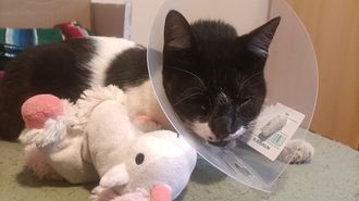 El gato Mico durante las pocas horas que estuvo en su casa tras la primera operacin.