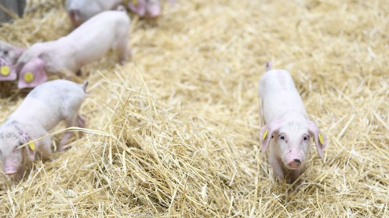 Paraguay también prohíbe la importación de productos porcinos desde España por el brote de peste