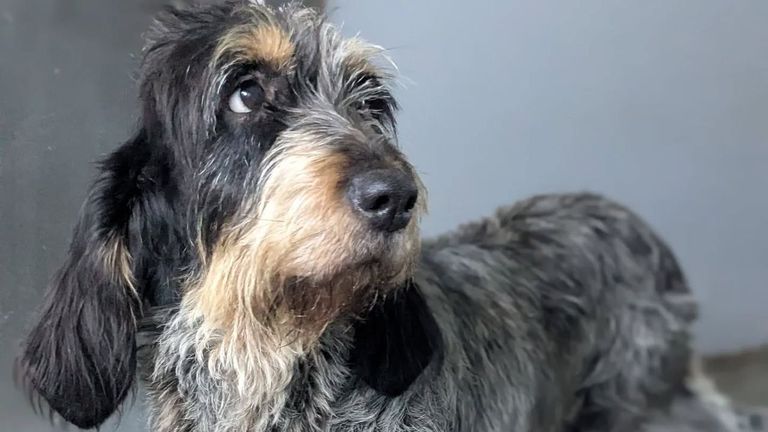 Orejas, la perra con cáncer que ha encontrado una familia en Marín dispuesta a cuidarla