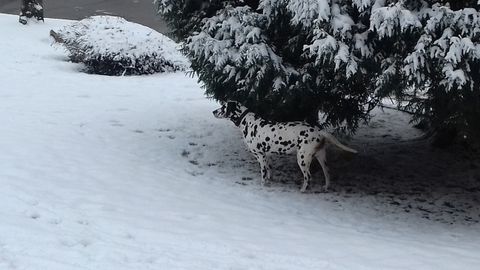 Un perro dlmata en la nieve en Oviedo