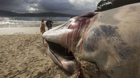 Es la segunda ballena que vara en los arenales de la Costa da Morte esta semana, tras la de Nemiña (Muxía).