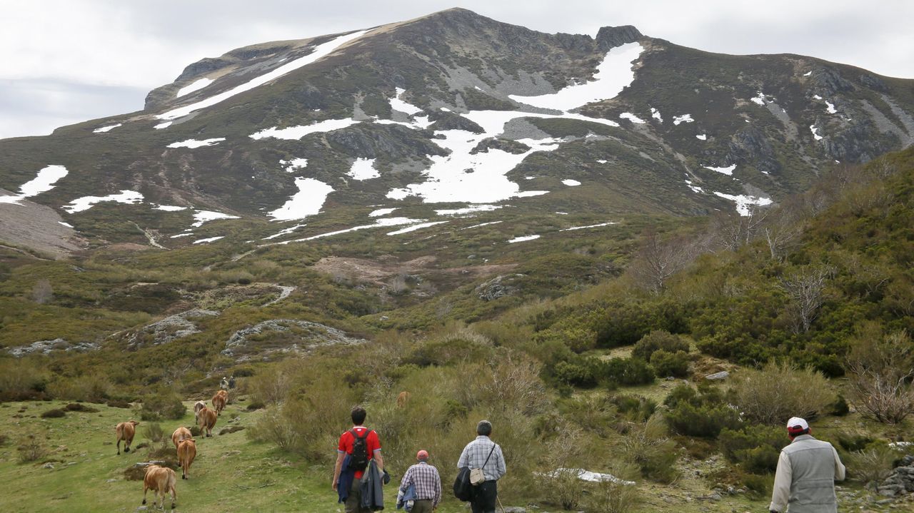Vacas en las montañas de Cervantes