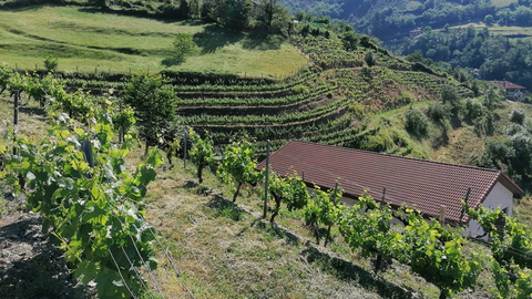 Viñedo de Cangas del Narcea