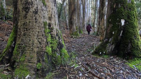El Souto da Retorta con sus gigantescos eucaliptos en Viveiro
