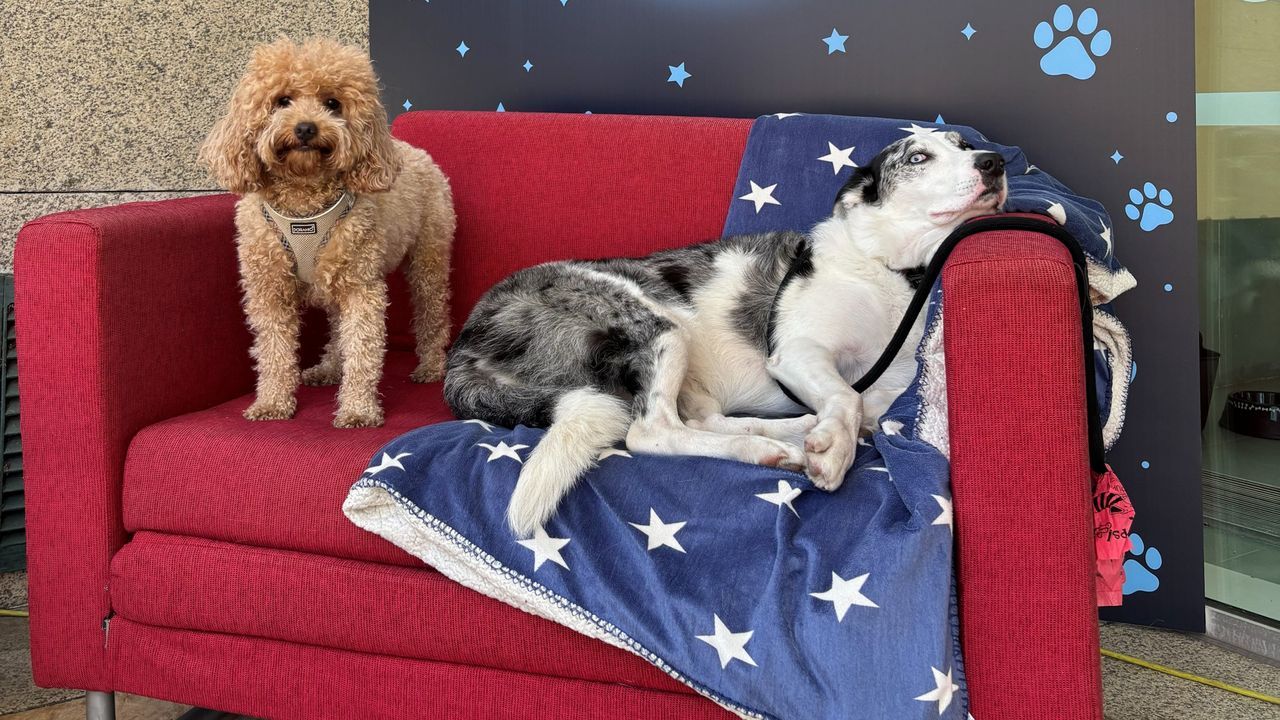 Las mascotas podr�n asistir con sus due�os a la proyeccion en el centro comercial