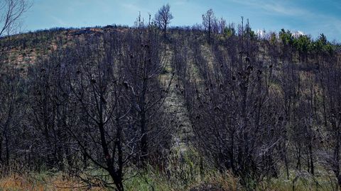 Imagen de archivo tomada un ao despus del gran incendio en la sierra barbanzana