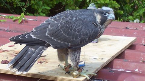 Halcn peregrino (Falco peregrinus)