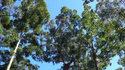 Varias especies de eucaliptos de gran porte comparten bosque en Monte Porreiro