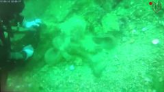 Capturando pulpo con productos qu�micos