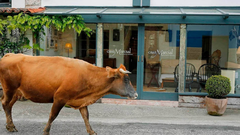 Una vaca frente a Casa Marcial