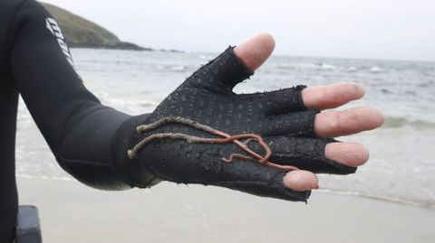 El gaviln es un gusano marino que explota comercialmente la cofrada de Portonovo