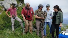 Suelta de ejemplares de quebrantahuesos en Picos de Europa