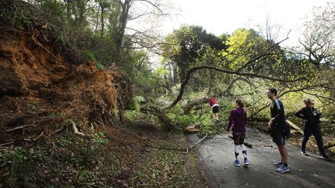 Un rbol cado corto el acceso a unos cuatrocientos metros de la antigua estacin de tren de La Manjoya, en la senda verde del Parque de Invierno de Oviedo Asturias