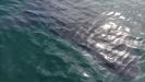 Imagen del ejemplar de tiburón blanco visto en Punta Langosteira