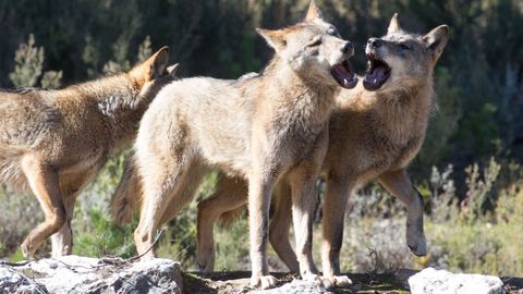 Foto de archivo de una manada de lobos
