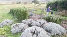 Matas de plantas aromáticas que Benito Lavandeira cree que son las que protegen sus cultivos de los jabalíes