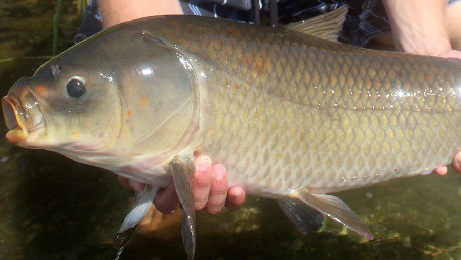 Un pez de agua dulce rompe el récord de longevidad, con 112 años