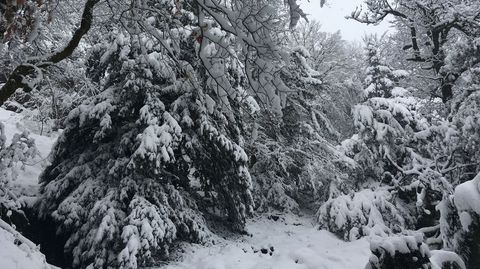 Otro aspecto del bosque cubierto de nieve