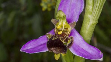 Flor de Oprhys apifera