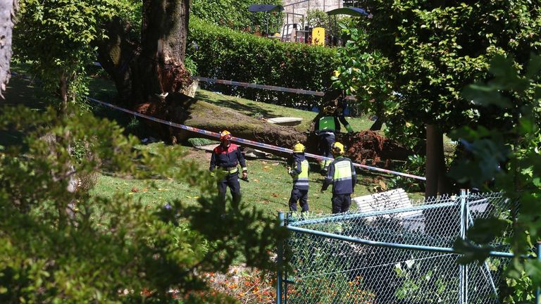 Herida una mujer de 27 años tras caerle un árbol encima en Poio