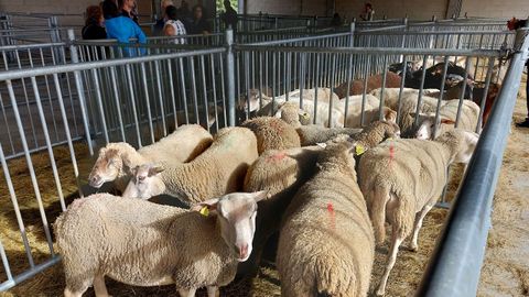 Las ovejas no suelen faltar en la Feira de Santos. 
