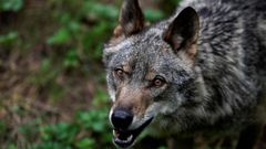 El lobo Aullador en el recinto de la Casa del Lobo en Asturias