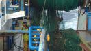 Cuando los carreteles han recogido las redes y entran en la rampa de popa del Pino Ladra, el personal de cubierta desmalla el pescado, abre el copo y lo vacía en el parque de pesca