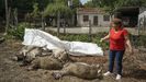 El lobo ataca de nuevo en Ourense y los ganaderos no pueden defenderse