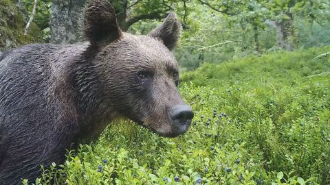 Oso poni�ndose morado a ar�ndanos